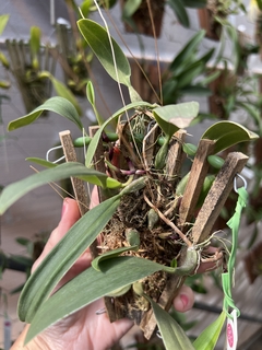 Bulbophyllum biflorum na internet