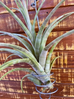 Tillandsia Flexuosa