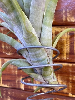 Tillandsia Flexuosa (importada) - Orquideomania - A Melhor loja para comprar Orquídeas online.