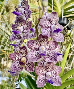 Orquídea Vanda Kyra Green Minghus - Adulta e Aptas a Floração - Importada da Ásia