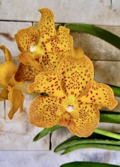 Orquídea Vanda Kultana Fragrance x Denisoniana - Adulta e Apta à Floração