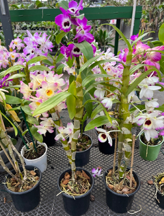 Orquídea Dendrobium Nobile cores diversas (sem flores)