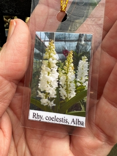 Rhynchontilis coelestis Alba - Orquideomania - A Melhor loja para comprar Orquídeas online.