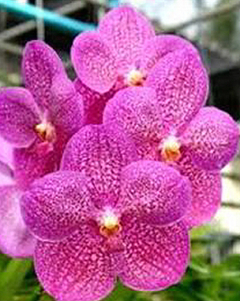 Vanda Pachara Rosa Diamond (adulta)