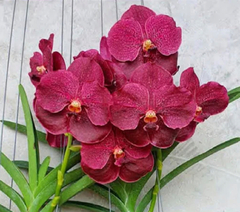 Vanda Mem Ted Carter “Burgundy” (adulta)