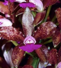 Cattleya Leopoldi tigrina (1069)