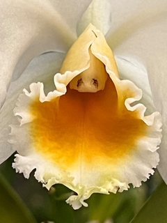 Cattleya Percivaliana Alba - comprar online