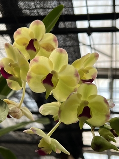 Aeridovanda Redland gold “Crownfox Hot Lips” - Orquideomania - A Melhor loja para comprar Orquídeas online.