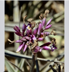 Tilandsia purpurea (importada) coleção da Ju - comprar online