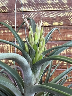 Tillandsia sunset glown (coleção da Ju) importada - comprar online