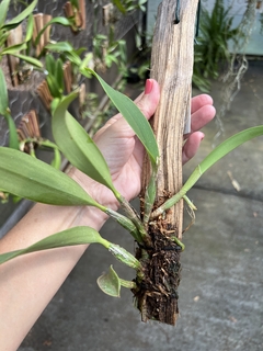Cattleya walkeriana adulta e recém plantada (live) na internet