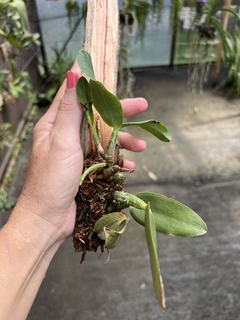 Cattleya walkeriana adulta e recém plantada (live) - comprar online