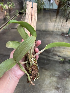 Imagem do Cattleya walkeriana adulta e recém plantada (live)