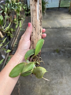 Cattleya walkeriana adulta e recém plantada (live)