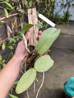 Cattleya walkeriana adulta e recém plantada (live) - Orquideomania - A Melhor loja para comprar Orquídeas online.