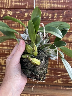 Orquídea Dendrobium agregatum na madeira - Orquideomania - A Melhor loja para comprar Orquídeas online.