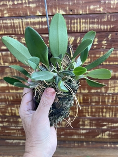 Orquídea Dendrobium agregatum na madeira - comprar online