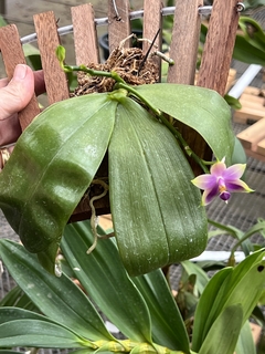 Phalaenopsis bellina x violacea na madeira - comprar online