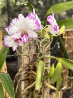 Dendrobium Star white (importado) - Orquideomania - A Melhor loja para comprar Orquídeas online.