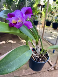 Cattleya ruth gee x empress x lc sheila compton - Orquideomania - A Melhor loja para comprar Orquídeas online.