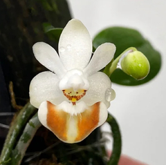 Orquídea ã Phalaenopsis lobbii