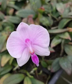 Orquídea Phalaenopsis lowii (importada) - loja online