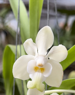 Vanda Denisoniana Yellow x Denisoniana Shinentorn