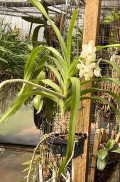 Vanda Denisoniana Yellow x Denisoniana Shinentorn - comprar online