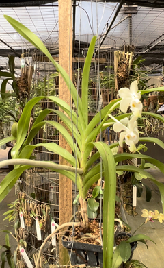 Vanda Denisoniana Yellow x Denisoniana Shinentorn - Orquideomania - A Melhor loja para comprar Orquídeas online.