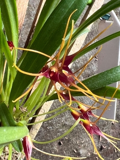 Masdevallia Herradurae