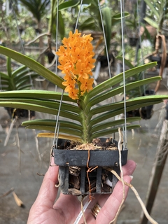 Orquídea Ascocentrum Miniatum Adulta - Importada da Ásia com Haste Floral (10.10.24) - loja online