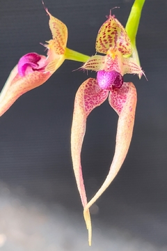 Bulbophyllum Kalimpong shan