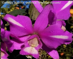 Cattleya nobilior Dom Gabriel Avlis x Pelórica Tangará/Zorzeto na internet