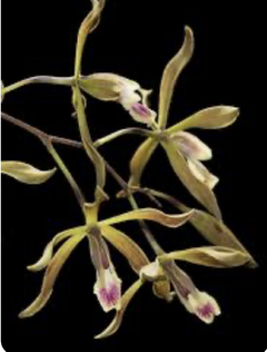 Encyclia cyperifolia - comprar online