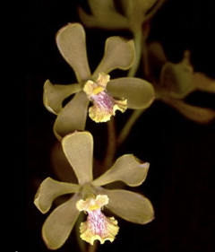 Encyclia euosma