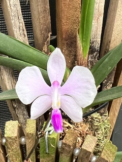 Orquídea Phalaenopsis lowii (importada)