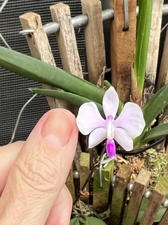 Orquídea Phalaenopsis lowii (importada) - comprar online