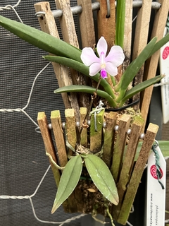 Orquídea Phalaenopsis lowii (importada) - Orquideomania - A Melhor loja para comprar Orquídeas online.