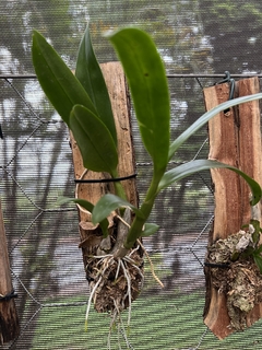 Dendrobium Burana sunshine mutation (importado) na internet