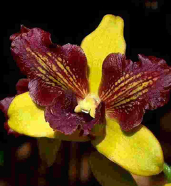 Dendrobium Thongchai gold 3 lips