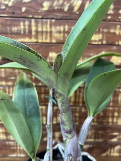 Cattleya Nobiles Wax Toy X C. Cruzeiro Do Sul (Adulta com Espata) – Orquídea de Beleza Exuberante - Orquideomania