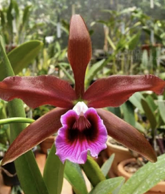 Orquídea Laelia tenebrosa