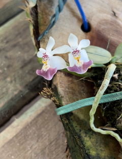 Phalaenopsis Parishii (micro) na internet