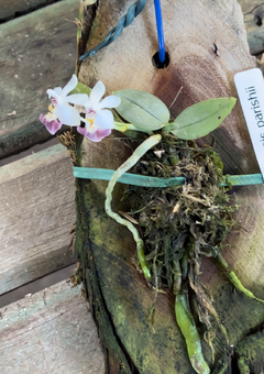 Phalaenopsis Parishii (micro) - loja online