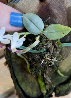 Phalaenopsis Parishii (micro) - Orquideomania - A Melhor loja para comprar Orquídeas online.