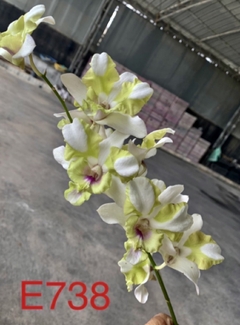 Dendrobium Nopporn Starbright white green (importado) - comprar online