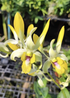 Dendrobium antelope yellow red lip (importado)