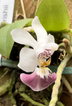 Phalaenopsis Parishii (micro)