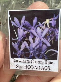 Imagem do Darwinara Charm Blue Star (adulta e mini)