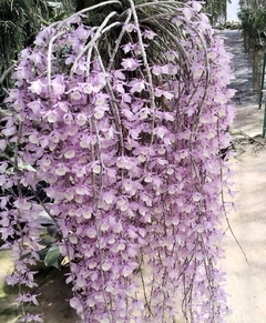 Dendrobium Pierard (vaso 10)